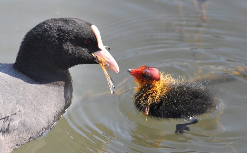Fulica atra  con pulcino